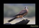 Nz40