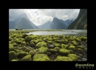 Nz42