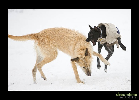 Toots-Snow1