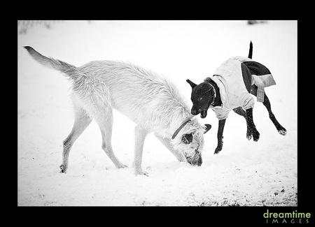 Toots-Snow2