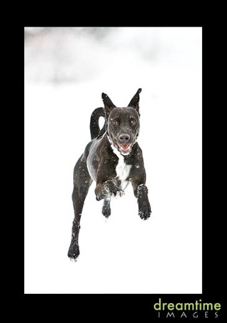 Toots-Snow3