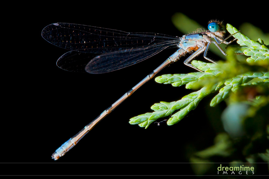 dragonfly.jpg