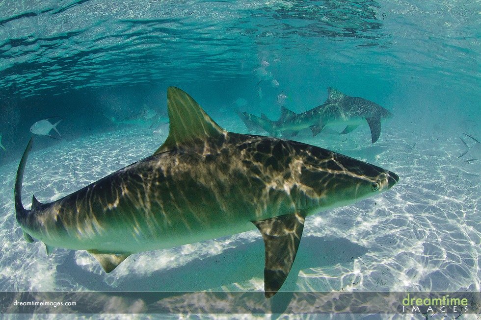 abaco-bahamas-wedding-photography-rg-09.jpg shark feeding